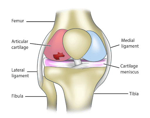 Knee